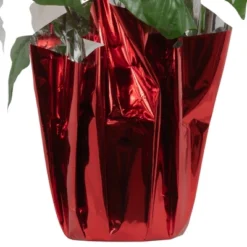 Northlight 14.5" White Artificial Christmas Poinsettia With Red Wrapped Base 8 Northlight 14.5" White Artificial Christmas Poinsettia With Red Wrapped Base -Christmas Decorations GUEST 92ac672c 696d 4013 8c71 de671af28eab