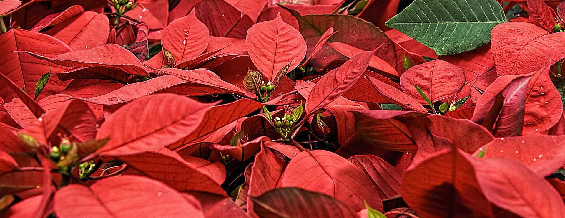 Christmas Decorations 2 Christmas Decorations -Christmas Decorations poinsettia 557704 1920